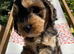 F1 showtype miniature cockapoo  ONE BOY AVAILABLE