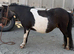 Registered mini mare