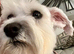 Beautiful Adult Girl Miniature Schnauzer