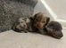 Miniature dachshunds