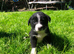 Border Collie Puppies