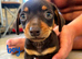 DAUSCHOUNDS PUPPIES READY 30TH AUGUST