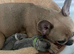4 beautiful frenchie puppies