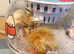 2 cherry valley ducklings