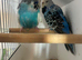 Pair of exhibition budgies for sale
