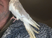 Hand Reared Whiteface Cinnamon Pied Cockatiel
