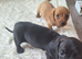 Dachshund puppies