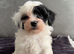 Rick James chocolate parti toy poodle for STUD