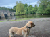 Gorgeous 13 month old trained Labrador