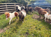 Miniature Shetland pony