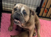 Rare breed English bull chow