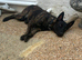 Dutch shepherd female