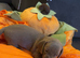 Beautiful dachshund puppies