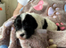 Beautiful Litter of Shihpoochon Puppies