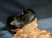 Cavapoo x maltipoo puppies