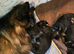 German shepherd puppies