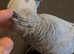 Super clever and Tame African Grey Parrot