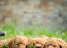 Cockerpoo puppies for sale ready now
