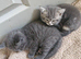 British short haired cross kittens for sale