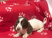 Ready now! Piebald miniature dachshund girl pup.