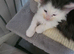 STUNNING TICA REGISTERED MAINE COON KITTENS