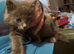 Fluffy grey male kitten