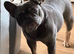 Rehoming French bulldog