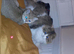 Stunning Golden Scottish fold straight boy needs special love family