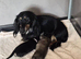 Kc reg miniature daschunds long hair