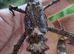 World's Heaviest Bugs!