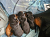 Rottweiler puppies