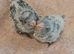 Mauve / Blue Quaker babies