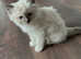 Handsome Ragdoll STUD available for STUD SERVICES ONLY (Registered)