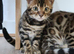 Benjal cats for sale Boy and girl
