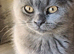 BRITISH SHORT-HAIR KITTENS BOYS & GIRLS AVAILABLE GCCF REGISTERED