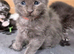 Gorgeous Reg. Maine Coon kittens from HEALTH TESTED PARENTS.