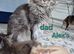 Big Maine Coon Boys Available