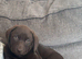 Pedigree Chocolate Labrador bitch 11weeks old
