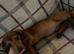 2 stunning miniature dachshund girls