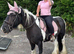 Gypsy cob