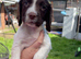 Springer Spaniel puppies