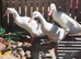 Trio white runner ducks