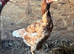 Indio Gigantie chickens