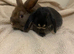 Beautiful litter Available for their Forever Homes