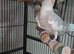 Zazu the cockatiel