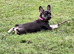 6 month old French bulldog