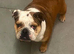 English bulldog pearl