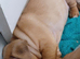 English Bulldog puppys