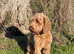 ADORABLE QUALITY RED COCKERPOO NEUTERED RED BOY