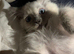 PEDIGREE RAGDOLL KITTENS READY NOW